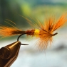 steelhead-bee-web