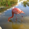 flamingo_2