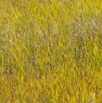 grasses_51