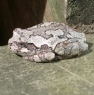 grey_tre_frog
