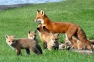webfoxes-1a